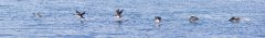 38-Take off of a cormorant